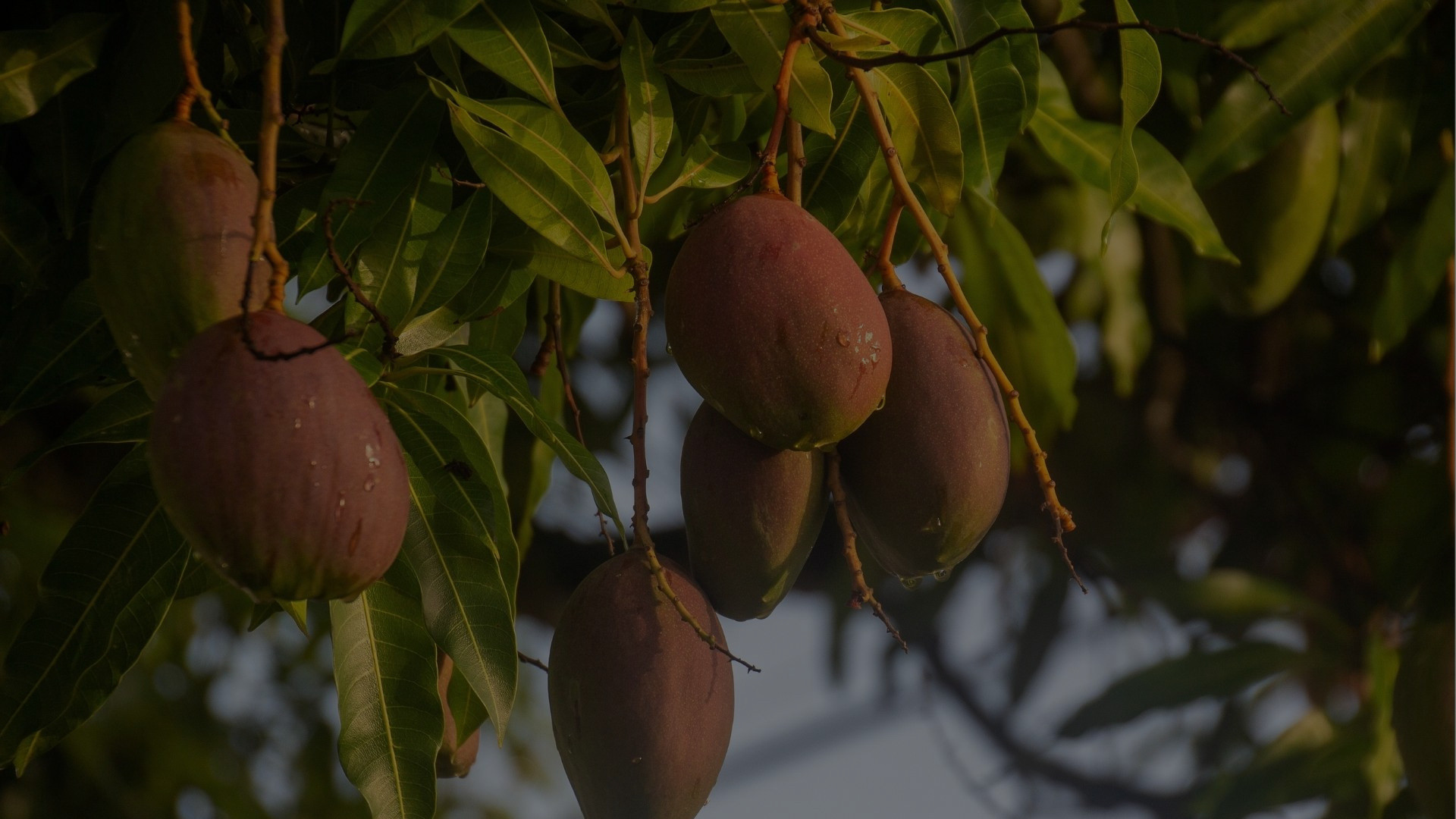 Plantação de Mangas
